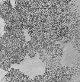 property of juengerkuehn