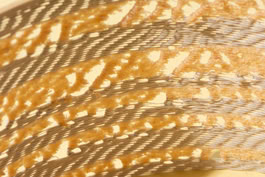 property of juengerkuehn